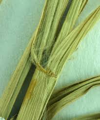 Image result for Chloris gayana