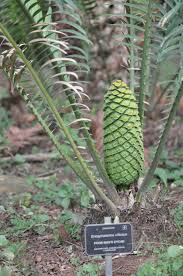 Image result for Encephalartos villosus
