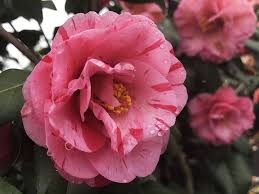 Tricolor Pink Camellia Spring Blooming Camellia With Medium Pale Pink Semi Double Form Blooms With Pink Streaks Vigorous Compact Pink Streaks Bloom Flowers