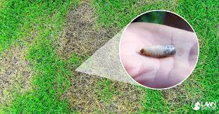 The larvae of several different kinds of beetles, grubs love living underneath the surface of your lawn. Not Sure If You Ve Got Lawn Grubs You Need To Read This Extensive Guide