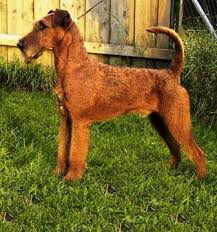 Yorkies are fairly easy to train and will be patient with their owner. Irish Terrier Breed Information History Health Pictures And More