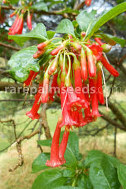 Image result for Iochroma