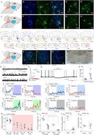 Programe ome evnat viii 3237 0502202. Integrated Control Of Predatory Hunting By The Central Nucleus Of The Amygdala Cell