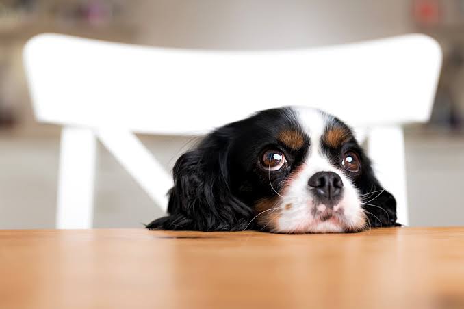 Scientists take a peek behind those sad puppy dog eyes