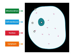 Two of them are magnetized (have become magnets) and one is not. Dowdall Animal Cell Ks3 Labelled Diagram