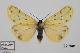 Image result for Setina roscida