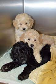 Maybe you would like to learn more about one of these? Pooton Puppies For Sale Georgia The Y Guide