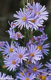 Image result for Aster chimanimaniensis