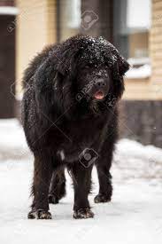 We did not find results for: Big Black Tibetan Mastiff In The Green Winter Nature Stock Photo Picture And Royalty Free Image Image 125421743