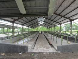 Savesave denah kandang sapi for later. 8 Syarat Kandang Sapi Ideal Modern Maupun Sederhana