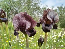 Image result for Crotalaria nigricans