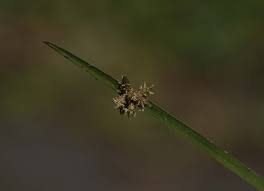 Image result for Schoenoplectiella mucronata