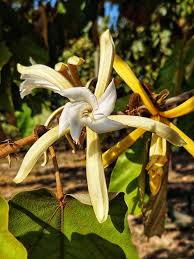 Image result for Pterospermum acerifolium