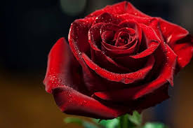 Grundsätzlich können kletterrosen das ganze jahr gepflanzt werden, solange der boden frostfrei ist. Rosen Hennerbichler