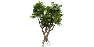 Image result for Sterculia africana