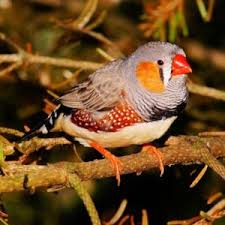 Doves are some of the most prolific birds in north america, with a lifespan of between one and 31 years. Zebra Finch Care Guide Lifespan Price Diet And Breeding