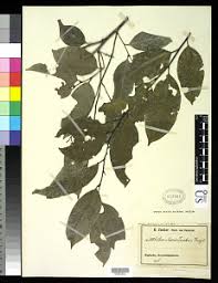 Image result for Strombosia scheffleri