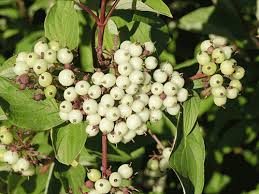 This wood species is not listed in the cites appendices or on the iucn red list of threatened species. Bailey Red Twig Dogwood