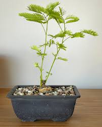 Image result for Elephantorrhiza elephantina