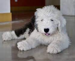 Pin By Megan Tregler On Dogs Dogs Dogs In 2020 Sheep Dog Puppy Old English Sheepdog Old English Sheepdog Puppy