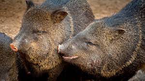 Is It A Pig A Hog No It S A Javelina Howstuffworks