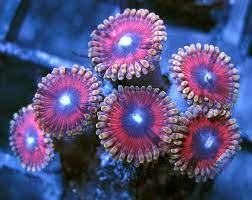 Create An Ecommerce Website And Sell Online Ecommerce Software By Shopify Saltwater Tank Reef Tank Nano Aquarium