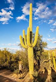 I have a 25ft cactus with 2, 3ft arms.? 8 Amazing Things To Do In Saguaro National Park Tucson Arizona