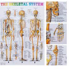 The bones of the upper limb. The Skeletal System Pvc Waterproof Wall Chart Hd Medical Poster Human Skeleton Anatomy Atlas Classroom Hospital Clinic Decor