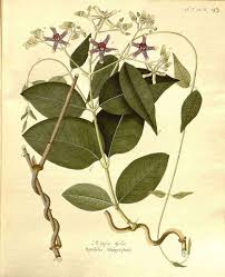 Image result for Periploca