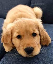Golden retrievers are often used on search and rescue teams because of their keen sense of 12. Baby Golden Retriever Puppies Golden Retriever Baby Dogs Golden Retriever