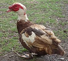 Canard domestique muet, de couleur noir panaché de blanc ou. Canard De Barbarie Wikipedia