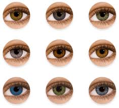 baby eye color chart clipart images gallery for free