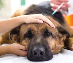 The sutter health network serves more than 100 communities, including the san francisco bay area, central valley, greater. Silver Lake Animal Hospital Veterinarian Silver Lake