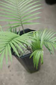Image result for Encephalartos umbeluziensis