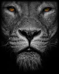 Pin By Liz Lemon On To Feel Good Lion Lion Wallpaper Big Cats