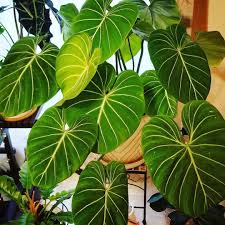 Philodendron Gloriosum Kamerplanten Planten Schaduwplanten