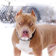 Blue nose pitbulls are popular for their unique coloring and breeders from all over the world are trying to 'produce' more such puppies to earn a premium. 9 Things You Should Nose About The Blue Nose Pitbull Animalso