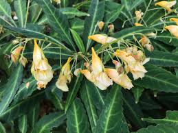 Image result for Impatiens oreocallis
