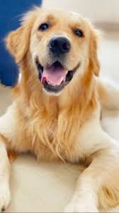 Golden retriever rescue dogs can be a great option to add a new pet to your family. Golden Retriever For Adoption In Bangalore Epets Pets Available For Adoption Epets