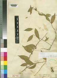 Image result for Pentarhopalopilia