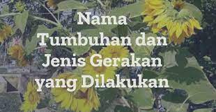 Pernahkah kalian berfikir mengapa matahari setiap hari terbit dari timur dan bergerak ke arah barat? 12 Nama Tumbuhan Dan Jenis Gerakan Yang Dilakukan Ilmusiana