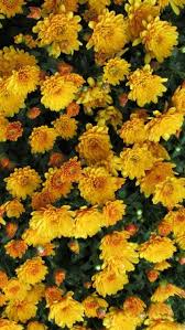 We did not find results for: Aesthetic Wallpapers Yellow Flowers Largest Wallpaper Portal