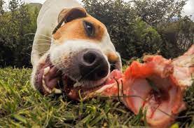 Raw Bones What You Need To Know Ivc Journal
