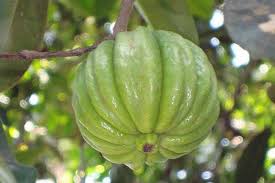 Image result for Garcinia punctata
