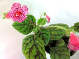 Image result for Kohleria