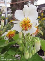 Image result for Sparrmannia