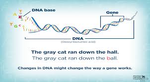 5.5k views reviewed >2 years ago. Genetic Causes Parent Project Muscular Dystrophy
