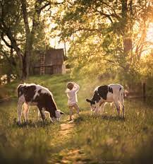 Morning At The Farm Null Farm Photography Country Life Farm Animals