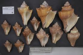 Image result for Cochlidium