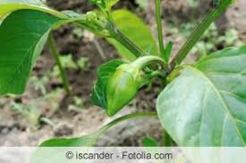 Kombination von sich nicht störenden pflanzen. Paprika Anbau Pflege Von Paprikapflanzen Gartendialog De
